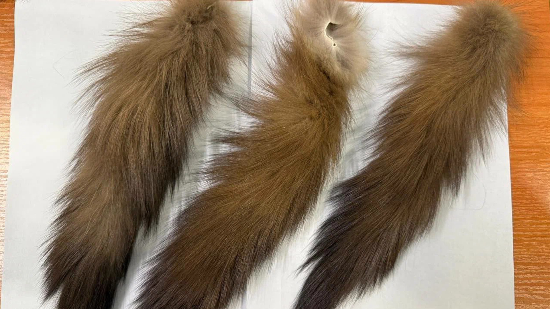 В Домодедово задержали иностранца с 7 тысячами хвостов куницы в багаже