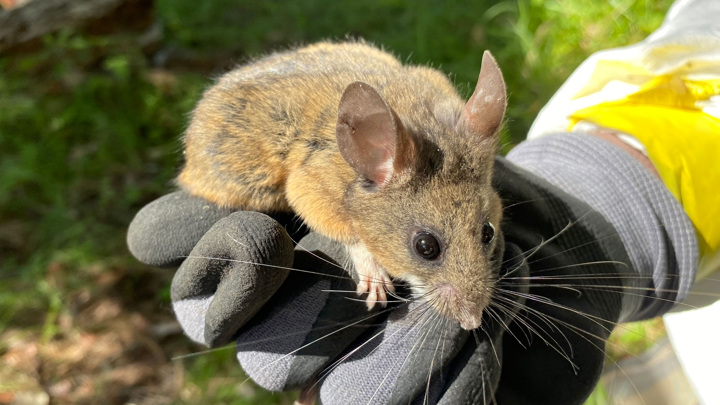Калифорнийские хомячки обошли человека в рейтинге верности партнеру