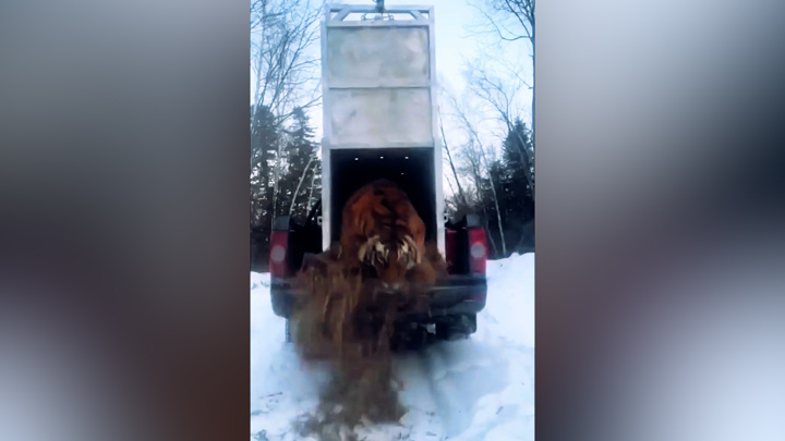 Пойманного в Приморье конфликтного тигра переселили в глухую тайгу