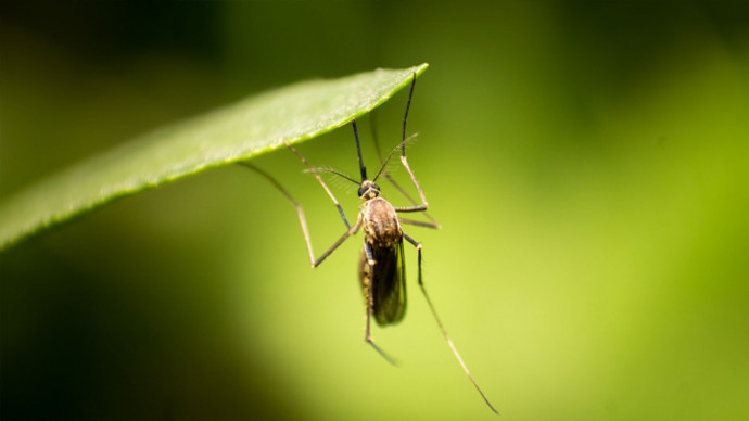 Мясников рассказал, являются ли комары переносчиками коронавируса