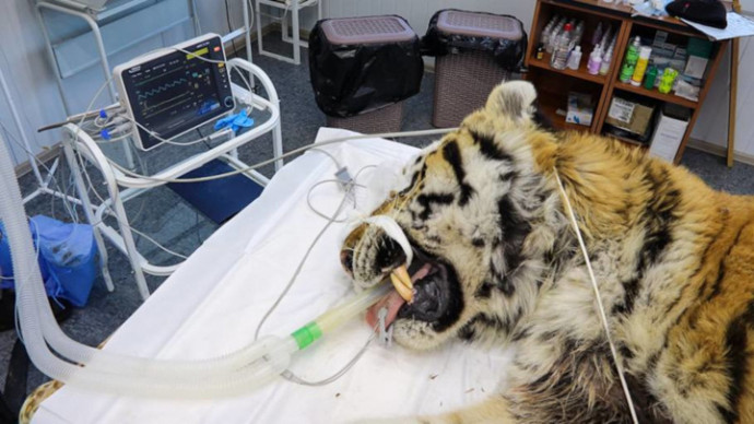 У пойманного в Приморье тигра обнаружили старое огнестрельное ранение