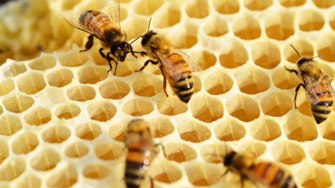 Пчел тоже вакцинируют: первый в мире препарат одобрили в США
