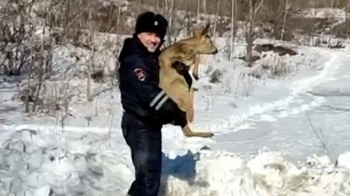 Инспекторы ДПС помогли выбраться на волю попавшей в западню косуле