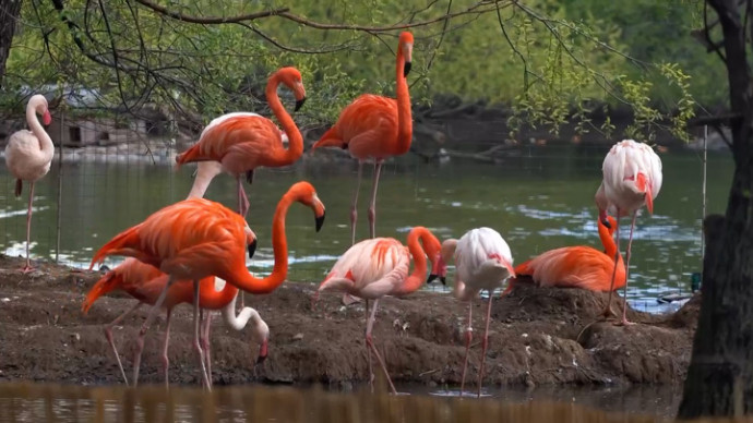 "Жар-птицы" переехали на пруд зоопарка и принялись за ухаживания