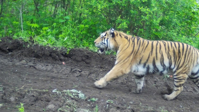 Голодный тигр напал на лесозаготовителя в Хабаровском крае