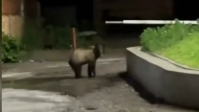 Медведь устроил забег по центру Томска