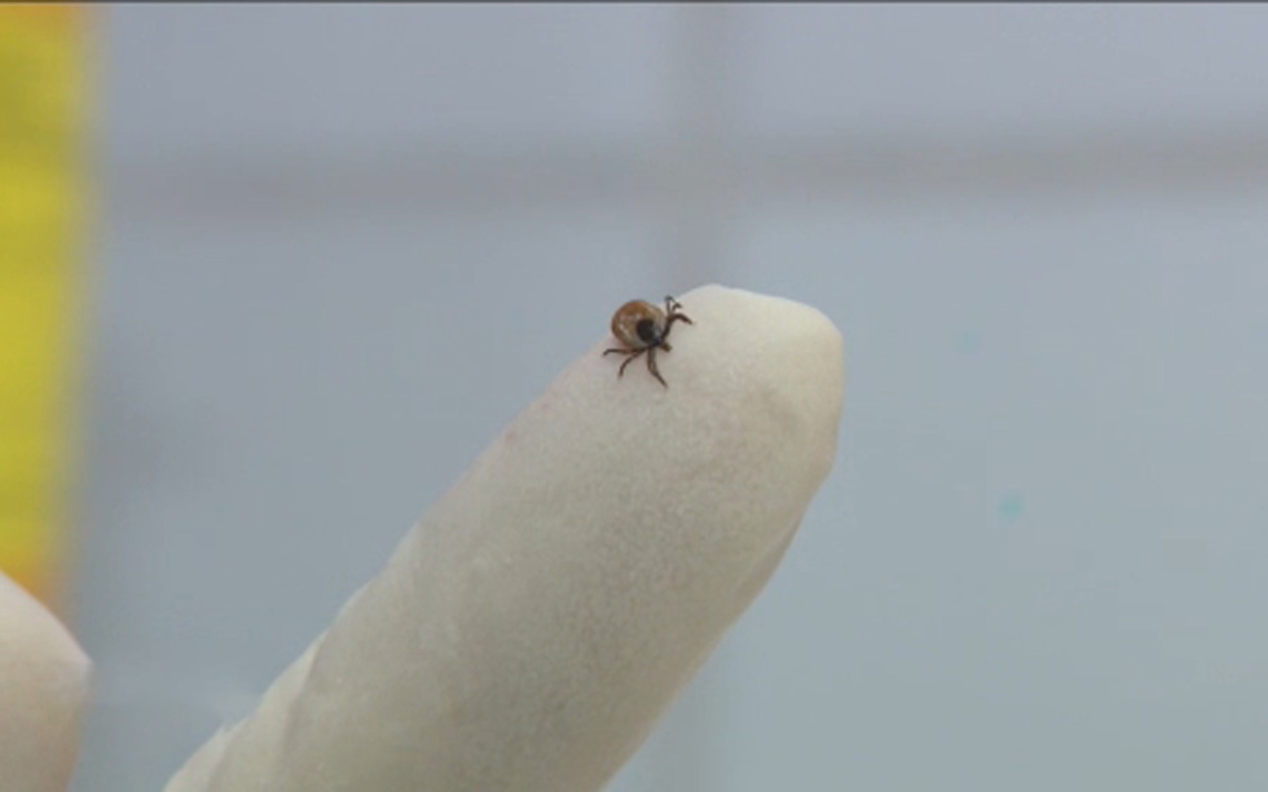 Россияне начали обращаться в больницы из-за укусов первых клещей